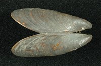 藏品(河殼菜蛤(沼蛤))的圖片